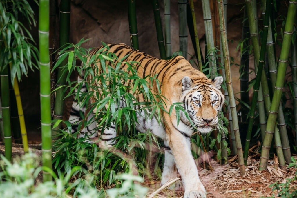 Amur Tiger Koshka 1