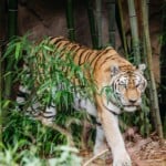 Amur Tiger Koshka 1