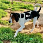 Biff