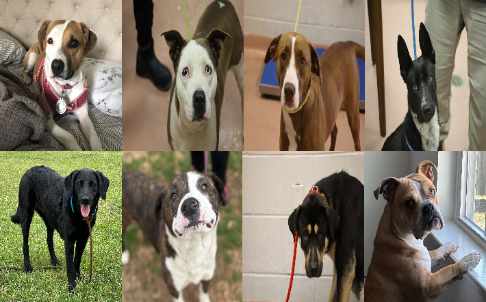 20250416pups