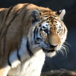 Amur Tiger Koshka 3