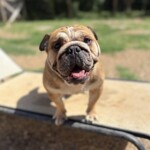 Bridgette