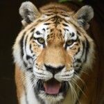 Amur Tiger Koshka 2