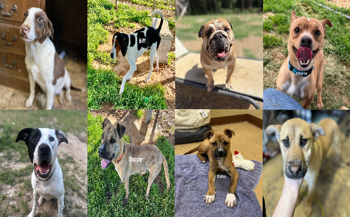 20250408pups