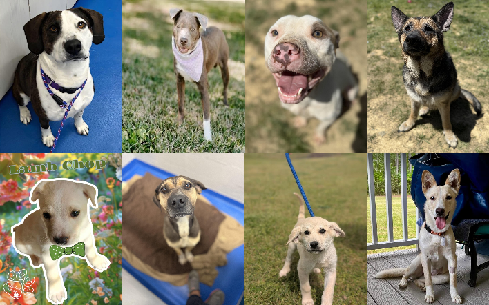 20250421pups