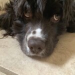 Luca