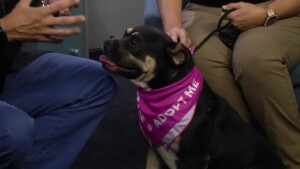 Pet Of The Week Astrid