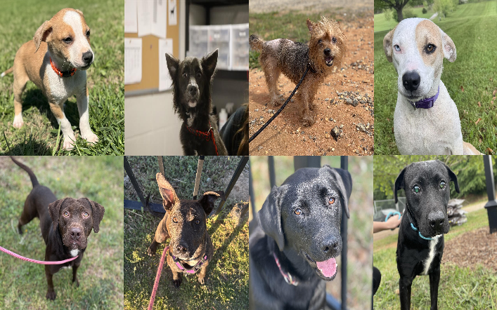 20250425pups
