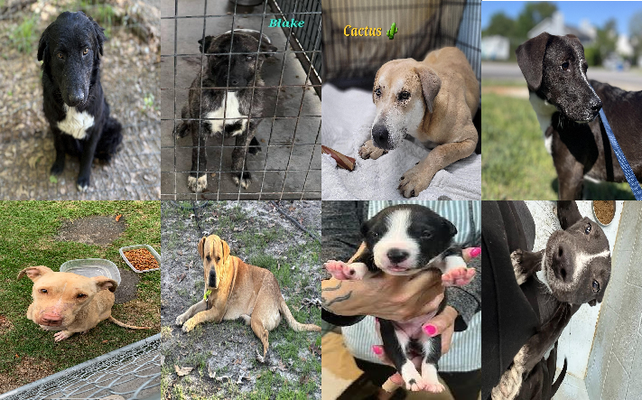 20250410pups