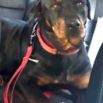 Roxy