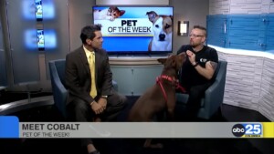 Pet Of The Week: Cobalt