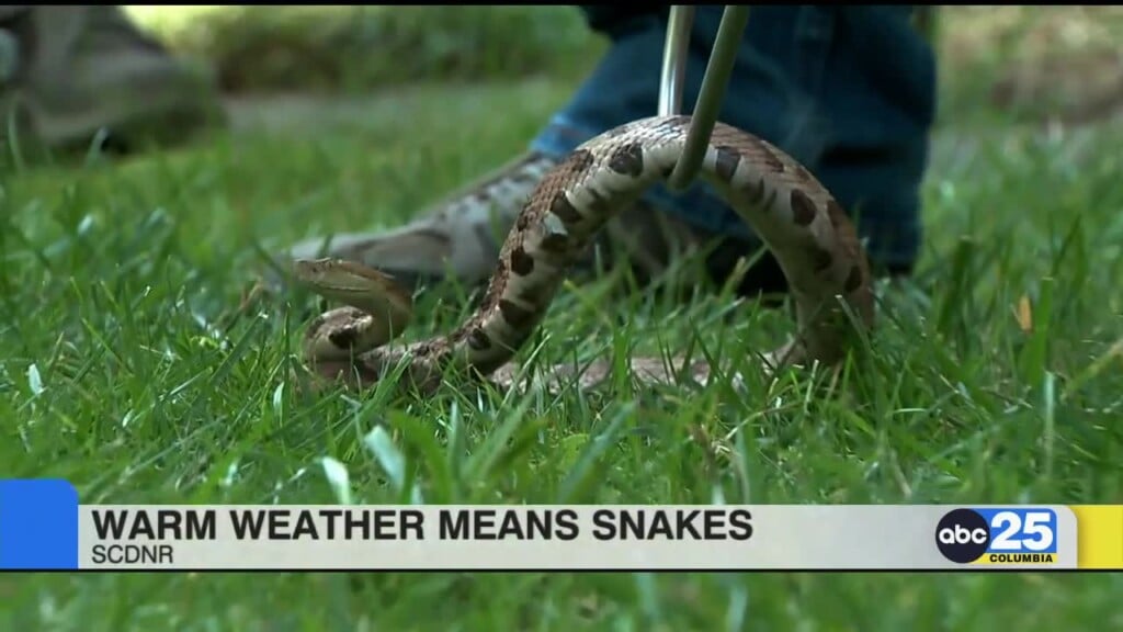 Scdnr Reminds Residents Snakes Will Appear As Weather Warms Up