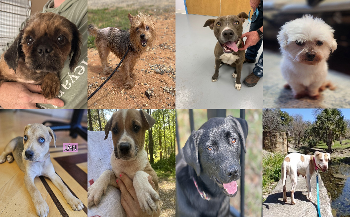 20250428pups