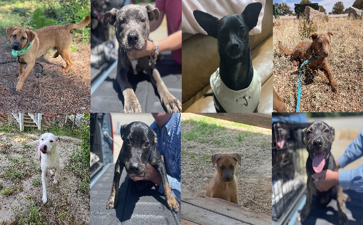 20250429pups