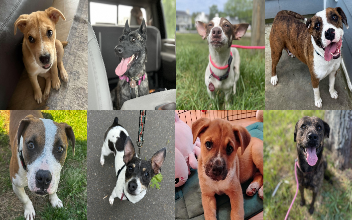 20250423pups