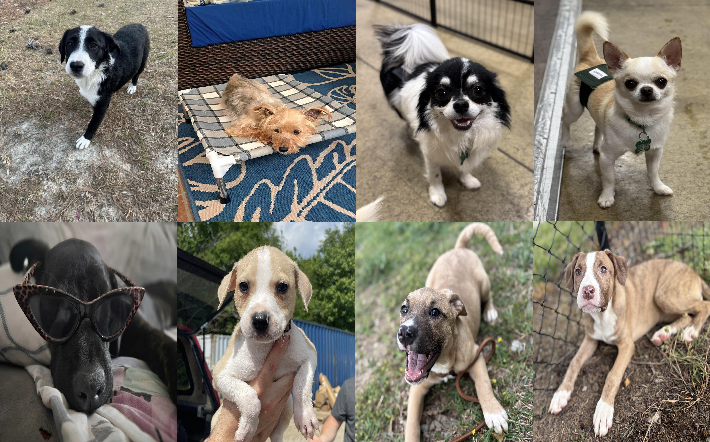 20250407pups