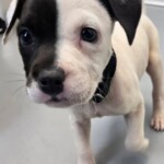 Harvey
