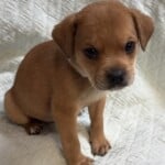 Oscar
