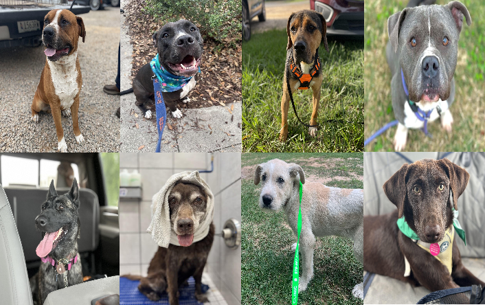 20250520pups