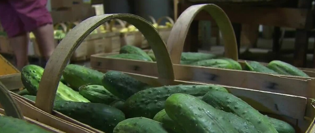 Fda Recalls Cucumbers Due To Salmonella Outbreak