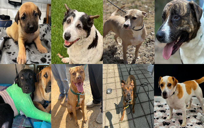 20250505pups