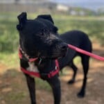 Jessie