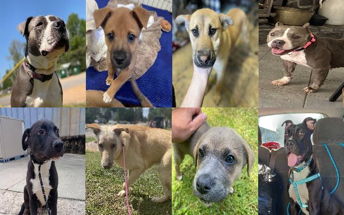 20250508pups