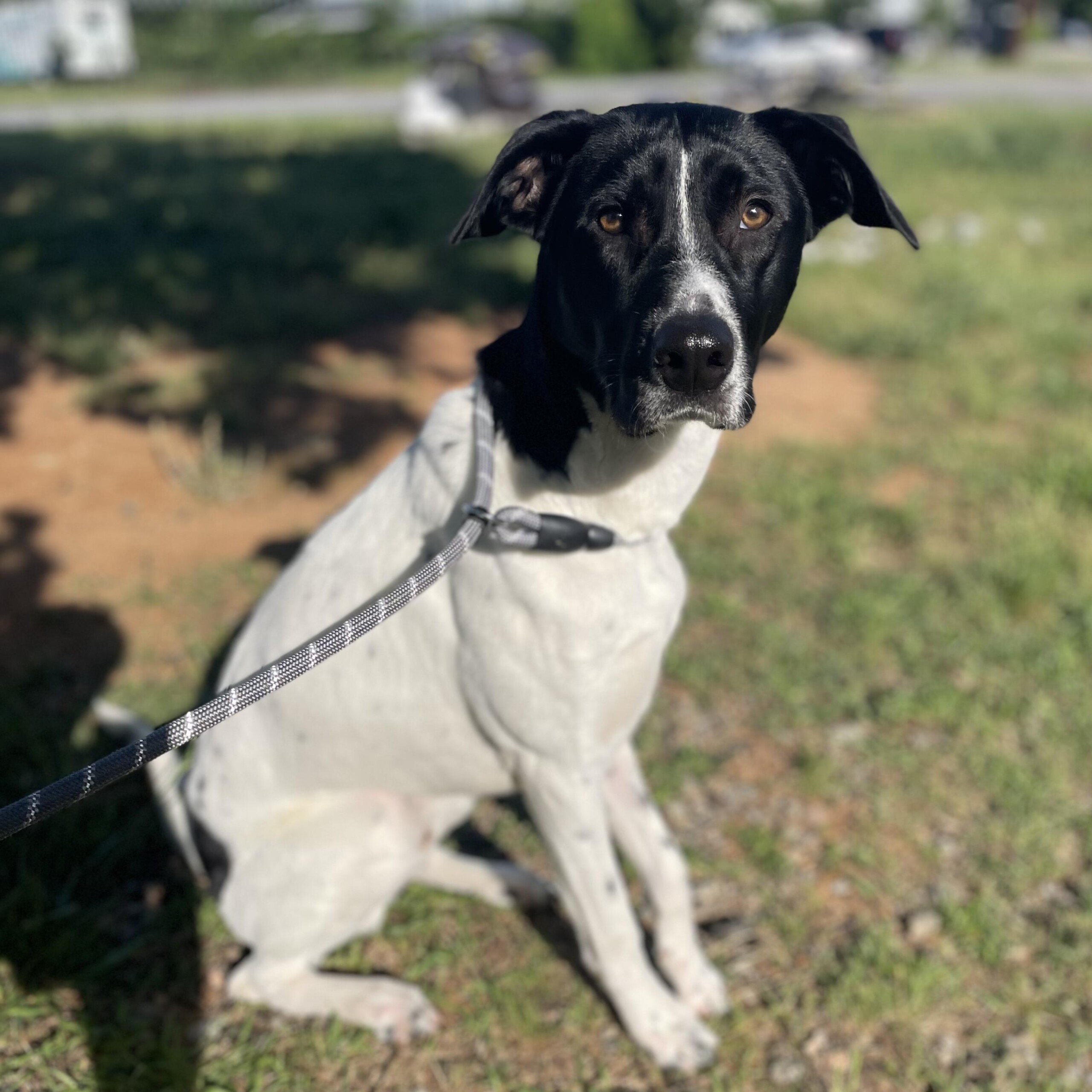 Collumibia Dogs POKEY - ABC Columbia