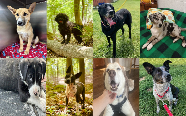 20250507pups