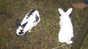 Odom's Mobile Petting Zoo Supercut