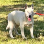 Kenai
