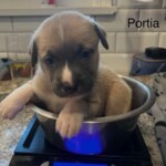 Portia