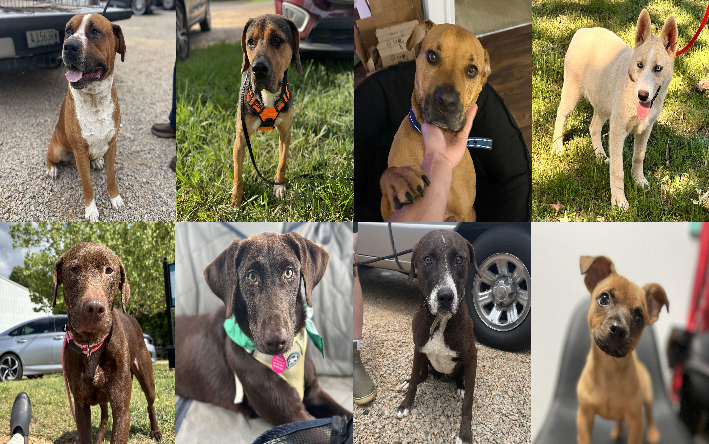 20250521pups