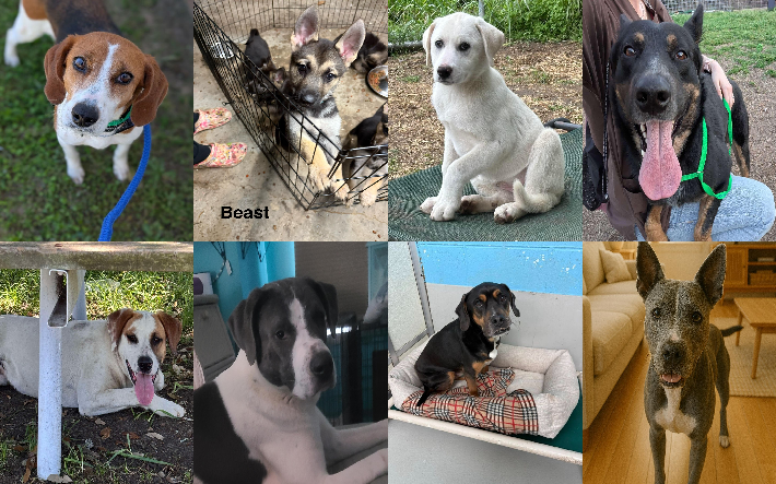 20250512pups