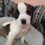 Arwen
