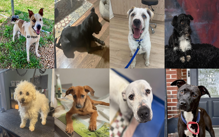 20250501pups