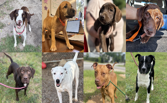 20250527pups