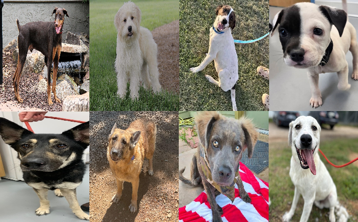 20250529pups