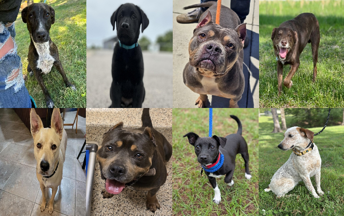 20250515pups