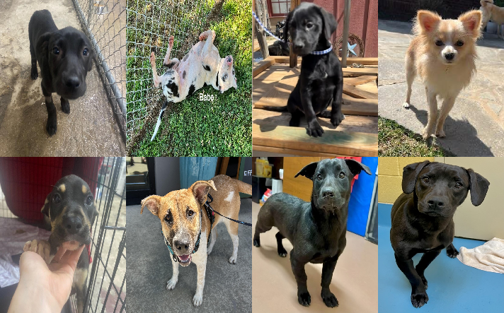 20250509pups
