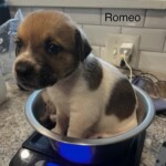 Romeo