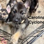 Carolina Cyclone