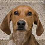 Beaglejuice