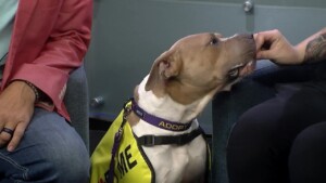 Pet Of The Week: Amaya