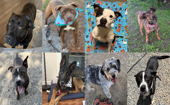 20250502pups