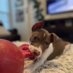 Lilah