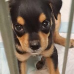 Oliver