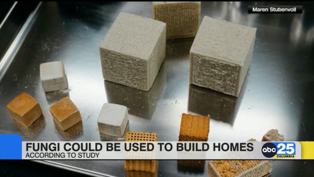 Study: Fungi Could Be Used To Build Homes