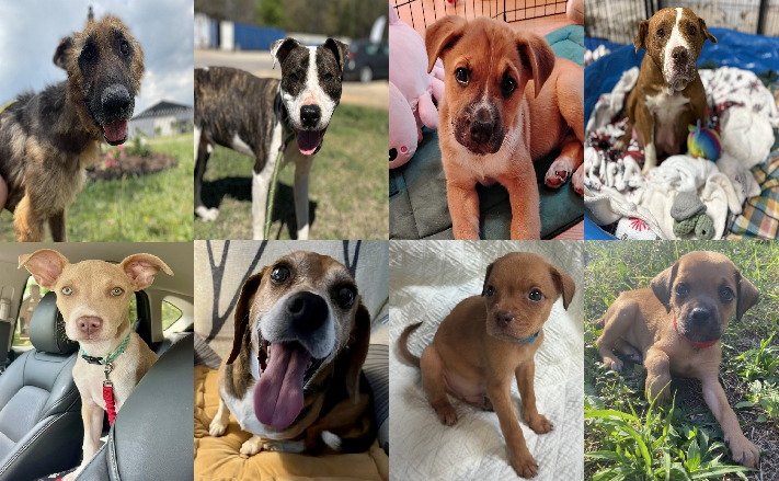 20250522pups