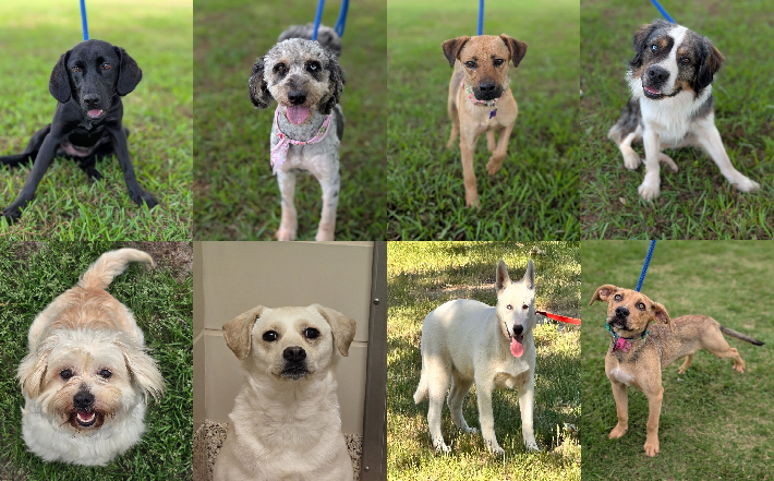 20250523pups